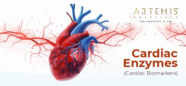 cardiac-enzymes-biomarkers-types-and-functions